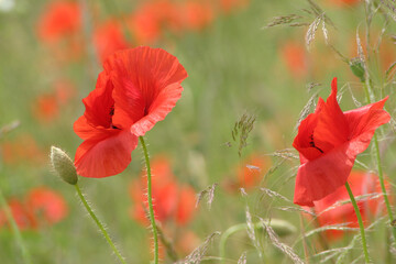 red poppy in the field