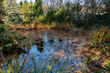 Magic pond is strewn with golden red oak leaves. Evergreen and aquatic plants grow on shore. Reflection of plants and blue sky in water. Golden autumn in Landscaped garden. Relaxation atmosphere..