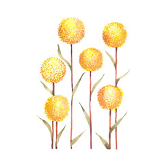 dried-flowers
