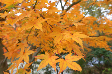 autumn maple leaves