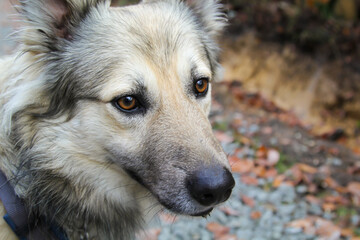 Portrait eines Hundes im Wald. Ein Hund beobachtet seine Umgebung.