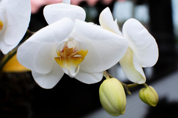 White orchid in the garden close-up. Brazil.
