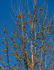 Green pointed balls with seeds on branch of Liquidambar styraciflua against blue autumn sky. Blurred background. Selective focus. Spiky balls are very similar to molecules of Covid-19 coronavirus. .