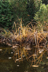 Magic pond is strewn with golden oak leaves. Evergreen and aquatic plants grow on shore. Reflection of aquatic plants and blue sky in water. Golden autumn in Landscaped garden. Relaxation atmosphere.