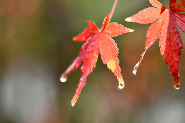 秋雨に濡れる紅葉（カエデ）