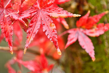 秋雨に濡れる紅葉（カエデ）