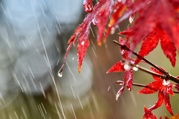 秋雨に濡れる紅葉（カエデ）