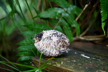 Nahaufnahme, Portrait einer Zwergwachtel, eine Art der Fasanenartigen (Phasianidae)
