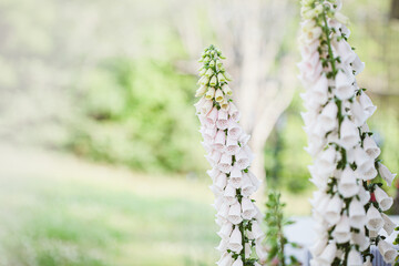 Closeup of a fresh soft pink color Foxglove Digitalis flower stalk blooming outdoors. Selective focus with extreme shallow depth of field.  Blurred foreground and background.