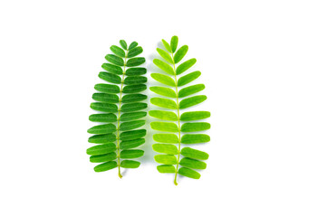tamarind leaves  isolated on white background