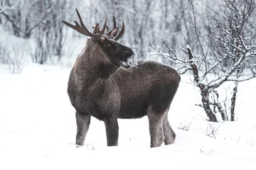Foto auf Alu-Dibond moose in the forest winter in lapland © Dimitri