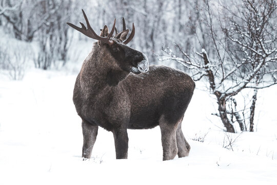 moose in the forest winter in lapland
