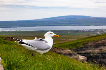 seagull on the cliffs in Ireland