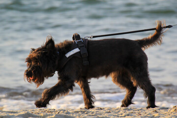 Ein Hund genießt seinen Spaziergang am Strand.
