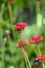 Great thrift Ballerina Red