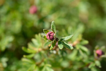 Shrubby Cinquefoil Red Ace