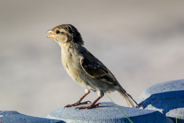 Aufnahme eines Sperling. Sperlinge sind freche und lustige Vögel.
