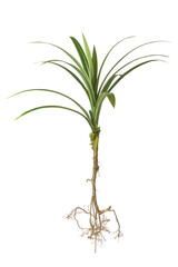 fragrant pandan plant with roots, pandanus amaryllifolius, isolated on white background