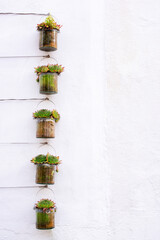 Fünf Topfpflanzen hängend an der weißen Wand als Dekoration