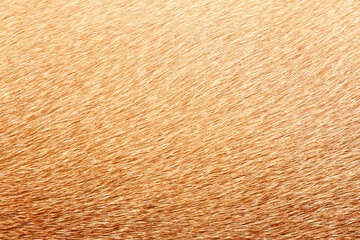 Full frame brown fur textures and textures for design,horse,cow hair.