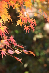 Naklejka na ściany i meble 紅葉後のモミジの素敵な景色！日本の四季