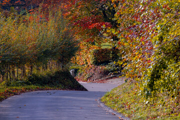 Autumn landscape of hilly countryside of Holland, Steep slope through the colourful yellow, orange forest in South Limburg (Zuid-Limburg) Small villages in the southern of Dutch province, Netherlands.