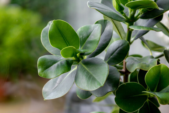 Selective focus green leaves of Autograph tree on windowsill, Clusia rosea is a tropical and sub-tropical plant species in the genus Clusia, Nature leaves background, House decoration plant.