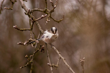 The bird builds a nest of bird feathers from the forest. It is spring, March and the branches are full of buds. It is cloudy, but it will be warm and comfortable in the nest for newborn young.