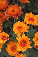 orange flowers in the garden