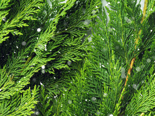 Winter green coniferous thuja branches detail on gray background, snow