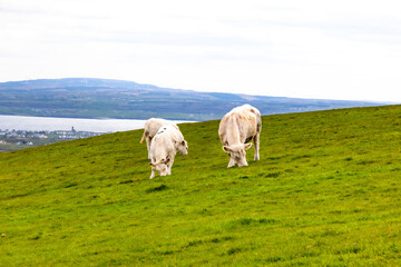 Fototapeta premium cows in the field in ireland