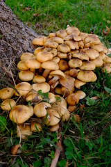 Bundle Of Tawn Mushrooms On A Stump. Pleurotus Eryngii Mushrooms On Grass