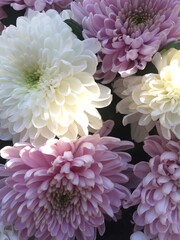 beautiful white and pink chrysanthemum flowers background top view 