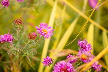 flowers in the field
