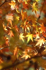  紅葉後のモミジの素敵な景色！日本の四季