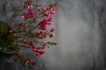 red small flowers stands in a vase on a gray background