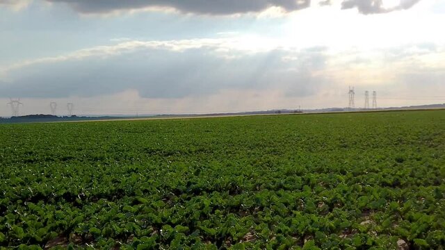 Slow motion pan right over corn field in a country side landscape with hight voltage line in background