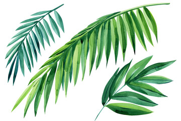 Set of green tropical leaves on white background, watercolor illustration, jungle design, coconut palm leaf