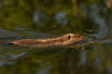 The Coypu or Nutria (Myocastor coypus)