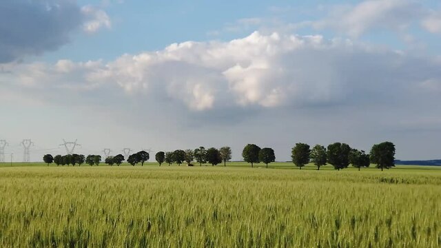 Slow motion pan right over green corn field in a country side landscape with hight voltage line, vehicles, trees and blue sky in background