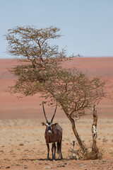 Oryx im Namib Rand Naturschutzgebiet