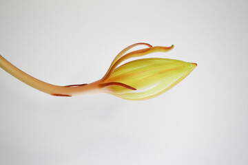 十三夜美人の蕾05