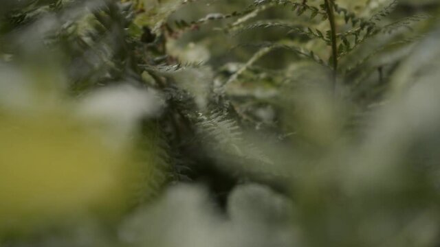 closeup pan through fresh mint and ferns