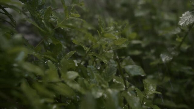 fresh mint in rain