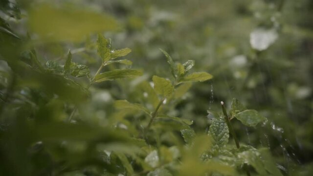 fresh mint in rain garden