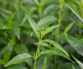 Andrographis paniculata plant on white background