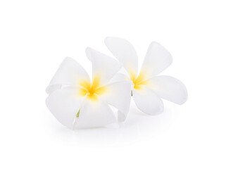  white plumeria rubra flowers isolated on White background