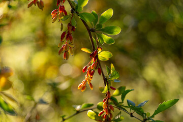 green barberry berries ripen on a branch with green leaves