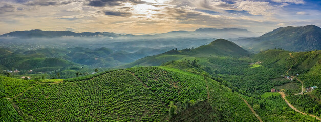 Fototapeta na wymiar The tea plantations background, tea leaves in tea plantation , Tea plantations in morning light, Bao Loc, Lam Dong, Vietnam