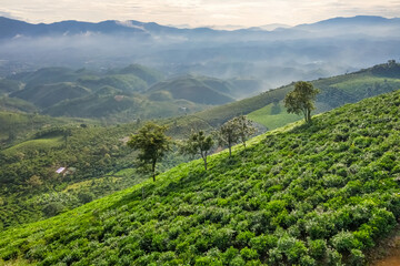 The tea plantations background, tea leaves in tea plantation , Tea plantations in morning light, Bao Loc, Lam Dong, Vietnam